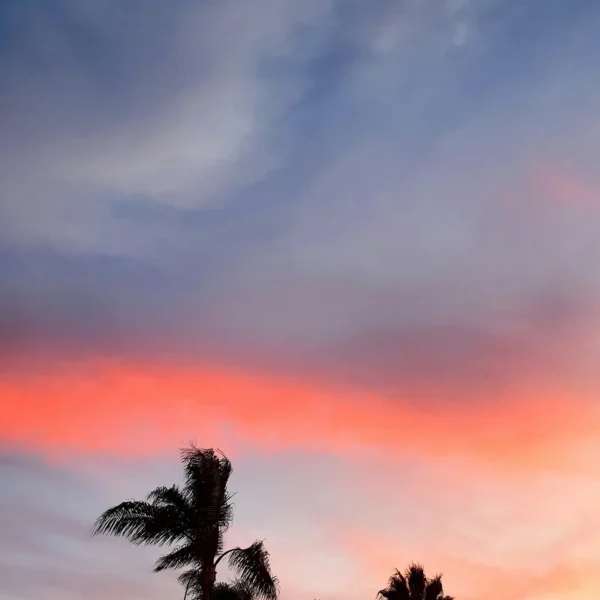 a rosy sunset over palm trees in San Diego